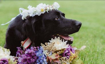 Maid of honour carried bride’s dying dog down the aisle