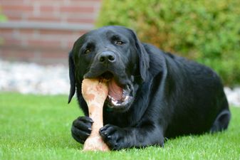 This is why you should NEVER give your dog a bone
