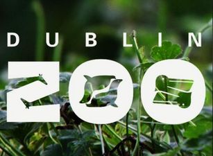 Adorable Asian elephant calf born at Dublin Zoo