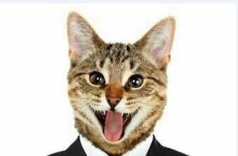 This innocent cat picture could get you banned from Facebook