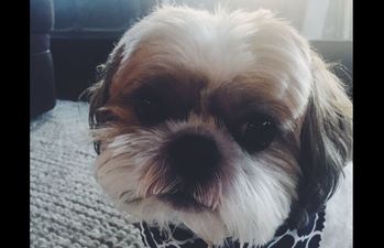 This dog had bad eyesight so his owner got him glasses