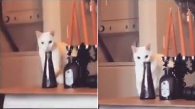 This cat is going viral for its very humanlike ways