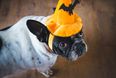 If your dog get frightened on Halloween, try these tips