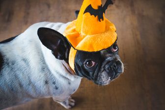 If your dog get frightened on Halloween, try these tips