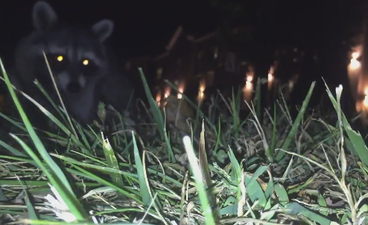 This guy had his phone stolen by a raccoon and it all got caught on camera