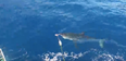 This video of a shark getting stuck in a cage with a diver is TERRIFYING