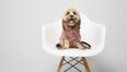 River Island has launched a range of dog clothes and it’s too cute
