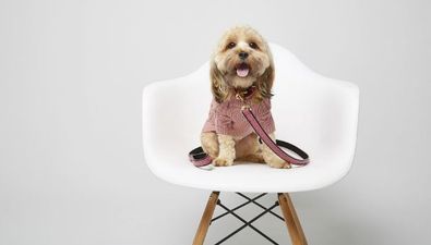 River Island has launched a range of dog clothes and it’s too cute