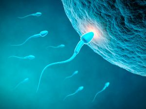 Scientists have created a new male contraceptive that makes men infertile for days