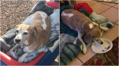 How this dog spent his last day alive is totally heartbreaking