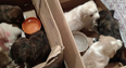A bachelor party dropped their plans to rescue a bunch of puppies instead