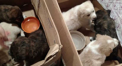 A bachelor party dropped their plans to rescue a bunch of puppies instead