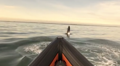 This video of dolphins swimming alongside the Irish Coast Guards is wonderful
