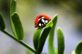 No need to panic but STD riddled Ladybirds could be on their way to Ireland