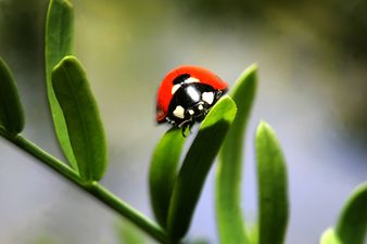 No need to panic but STD riddled Ladybirds could be on their way to Ireland