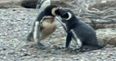 This fight between two male penguins over a cheating lover is the best thing you’ll see today