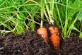 Widower lost his wedding ring, finds it three years later in garden carrot