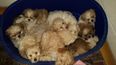 96 Irish puppies have been seized in the UK