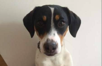 This gorgeous little dog needs a home for Christmas