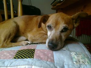 Dog butchered to death in gruesome attack in Wexford