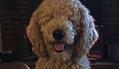 This poor dog got one of the worst haircuts ever bestowed on a pet