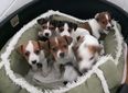 13 puppies were saved from smugglers in Dublin