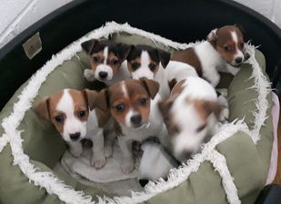 13 puppies were saved from smugglers in Dublin