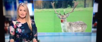 RTÉ News did a sweet Christmas themed report on a red-nosed reindeer