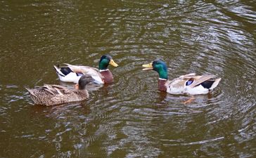 Bird flu has been discovered in a duck in Wexford
