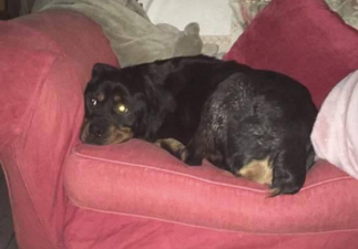 Irish rugby star’s dog found 200kms away nine months after it was stolen