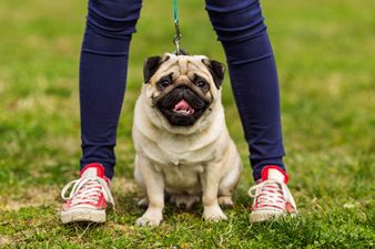 Calling all single dog-lovers, we have the perfect Valentine’s day for you