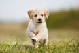 Dog owners can take ‘paid puppy leave’ at this company