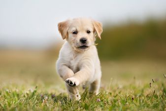 Dog owners can take ‘paid puppy leave’ at this company