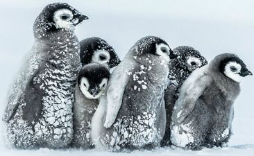 Galway is getting a penguinarium! (*the entire country books tickets to Galway)