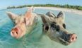 Seven swimming pigs are found dead in the Bahamas – and drunk tourists are being blamed