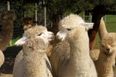 Irish alpacas are now protecting our sheep (and yes, it’s every bit as cute as it sounds)