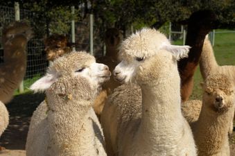 Irish alpacas are now protecting our sheep (and yes, it’s every bit as cute as it sounds)