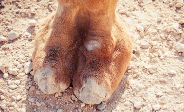 Now you can buy knickers with built-in camel toe