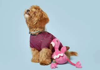 River Island has a new collection of dog clothes and you NEED to see it