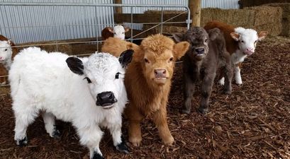 Cow puppies are real… and they deserve all our attention and love