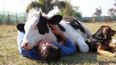 Salvador the rescue dairy cow loves his owners… and we love him