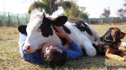 Salvador the rescue dairy cow loves his owners… and we love him