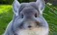 You haven’t experienced true cuteness until you see this outrageous chinchilla