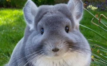 You haven’t experienced true cuteness until you see this outrageous chinchilla