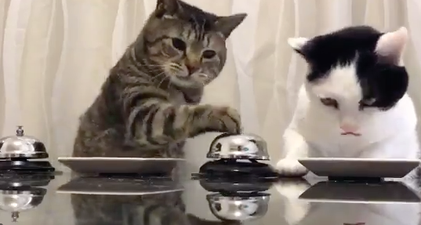 These bell-ringing cats are equal parts amazing and infuriating