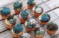 Cactus cakes are trending and they are EVERYTHING