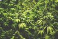 Massive cannabis-growing facilities could be established in these 4 Irish counties
