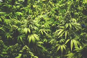 Massive cannabis-growing facilities could be established in these 4 Irish counties