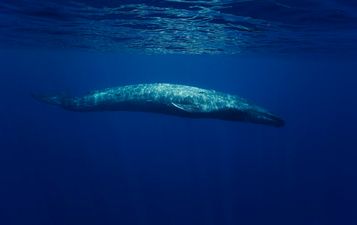 Sick ‘Blue Whale’ suicide game spreads across Europe