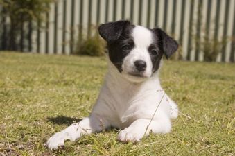 Delivered by c-section… now a litter of 7 terrier pups all need names